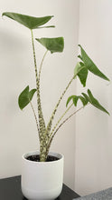 Load image into Gallery viewer, Bumble Plants - Alocasia Zebrina by Bumble Plants - | Delivery near me in ... Farm2Me #url#
