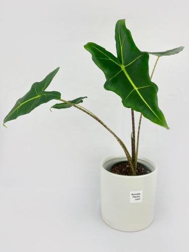 Bumble Plants - Alocasia Zebrina Hybrid 