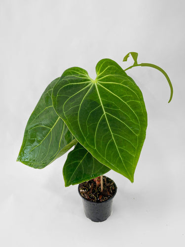 Bumble Plants - Anthurium Magnificum by Bumble Plants - | Delivery near me in ... Farm2Me #url#