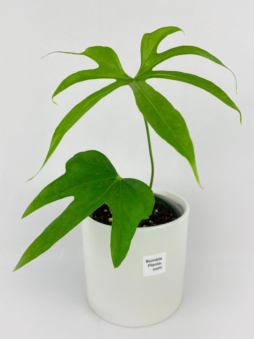 Bumble Plants - Anthurium Pedatoradiatum by Bumble Plants - | Delivery near me in ... Farm2Me #url#