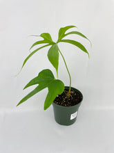 Load image into Gallery viewer, Bumble Plants - Anthurium Pedatoradiatum by Bumble Plants - | Delivery near me in ... Farm2Me #url#
