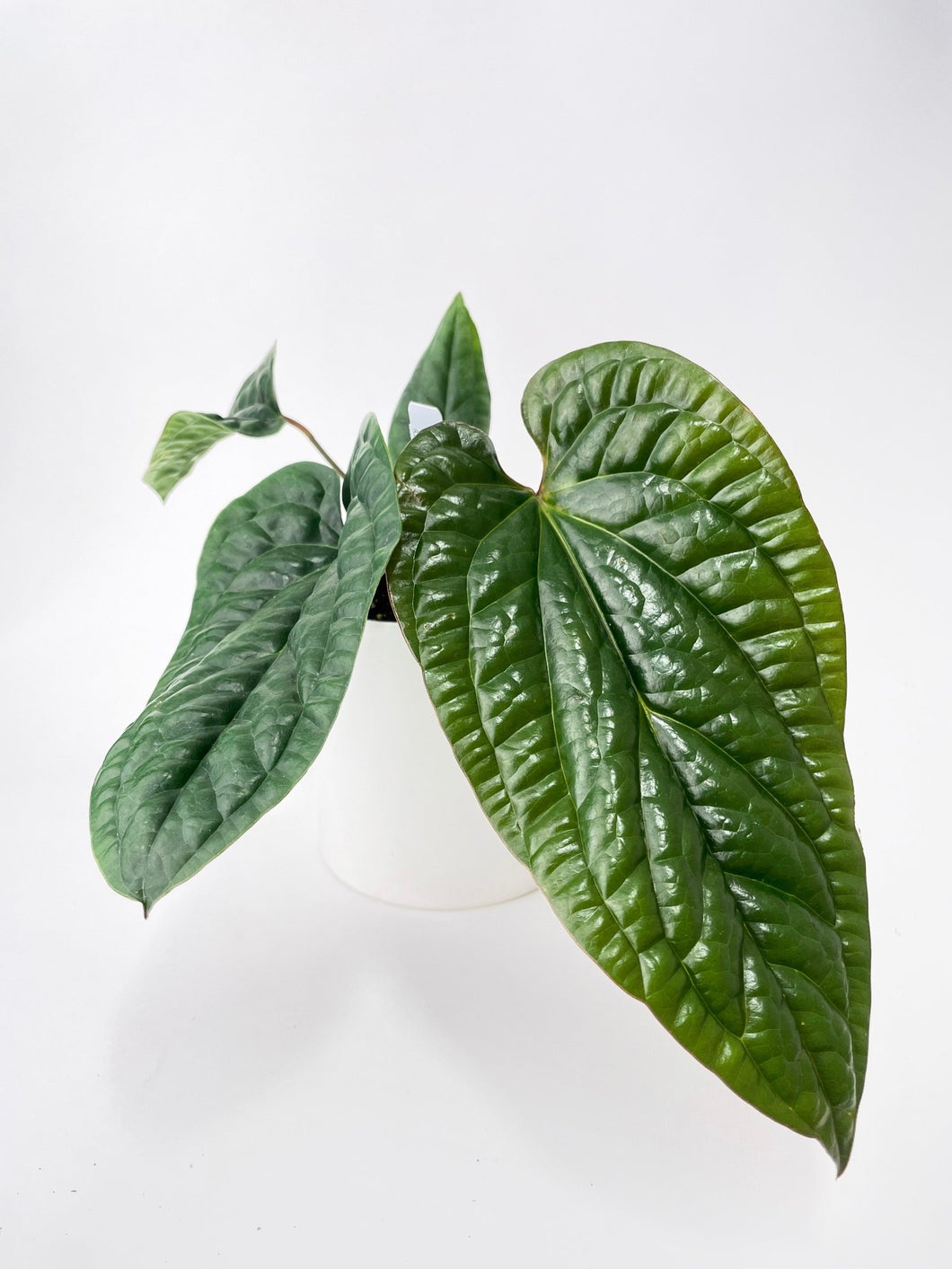 Bumble Plants - Anthurium Radicans by Bumble Plants - | Delivery near me in ... Farm2Me #url#