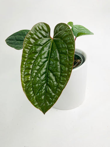 Bumble Plants - Anthurium Radicans x Luxurians Hybrid by Bumble Plants - | Delivery near me in ... Farm2Me #url#