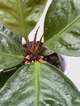 Load image into Gallery viewer, Bumble Plants - Anthurium Superbum &#39;Bird&#39;s Nest&#39; by Bumble Plants - | Delivery near me in ... Farm2Me #url#
