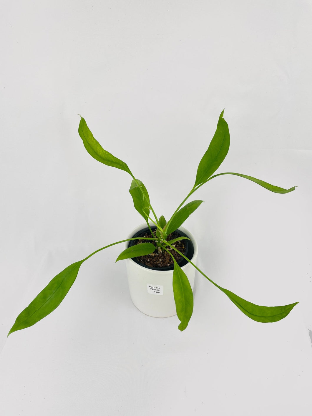 Bumble Plants - Anthurium Vittarifolium by Bumble Plants - | Delivery near me in ... Farm2Me #url#