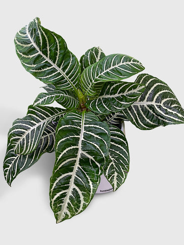 Bumble Plants - Aphelandra Squarrosa 'Zebra Plant' by Bumble Plants - | Delivery near me in ... Farm2Me #url#