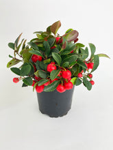 Load image into Gallery viewer, Bumble Plants - Ardisia Crenata Christmas Berry Plant by Bumble Plants - | Delivery near me in ... Farm2Me #url#
