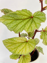 Load image into Gallery viewer, Bumble Plants - Begonia Angel Wings “Frosty” by Bumble Plants - | Delivery near me in ... Farm2Me #url#
