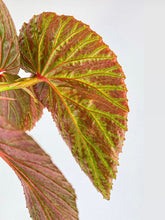 Load image into Gallery viewer, Bumble Plants - Begonia Brevirimosa Exotica by Bumble Plants - | Delivery near me in ... Farm2Me #url#
