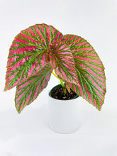 Load image into Gallery viewer, Bumble Plants - Begonia Brevirimosa Exotica by Bumble Plants - | Delivery near me in ... Farm2Me #url#
