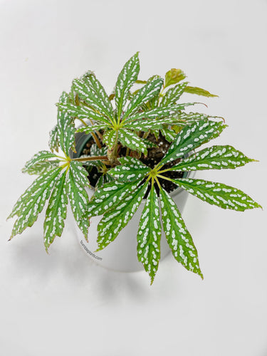 Bumble Plants - Begonia Hemsleyana Variegata (Silver Dots U404) by Bumble Plants - | Delivery near me in ... Farm2Me #url#