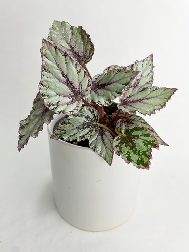 Bumble Plants - Begonia 'Ice Pop' Ideal Blue Silver by Bumble Plants - | Delivery near me in ... Farm2Me #url#