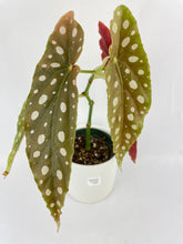 Load image into Gallery viewer, Bumble Plants - Begonia Maculata by Bumble Plants - | Delivery near me in ... Farm2Me #url#
