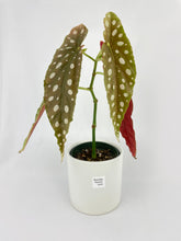 Load image into Gallery viewer, Bumble Plants - Begonia Maculata by Bumble Plants - | Delivery near me in ... Farm2Me #url#

