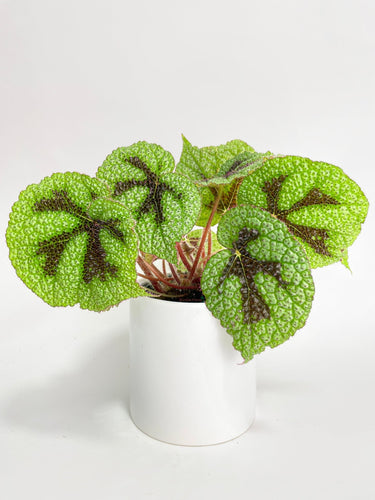 Bumble Plants - Begonia Masoniana 'Iron Cross' by Bumble Plants - | Delivery near me in ... Farm2Me #url#