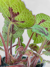 Load image into Gallery viewer, Bumble Plants - Begonia Masoniana &#39;Iron Cross&#39; by Bumble Plants - | Delivery near me in ... Farm2Me #url#
