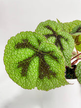 Load image into Gallery viewer, Bumble Plants - Begonia Masoniana &#39;Iron Cross&#39; by Bumble Plants - | Delivery near me in ... Farm2Me #url#
