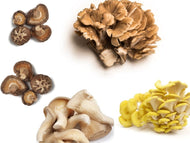 Farm2Me - Mushroom - Farm2Me - MUSHROOMS - MUSHROOMS -