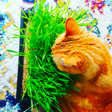 Load image into Gallery viewer, Hamama - Cat Grass Starter Kit by Hamama - | Delivery near me in ... Farm2Me #url#
