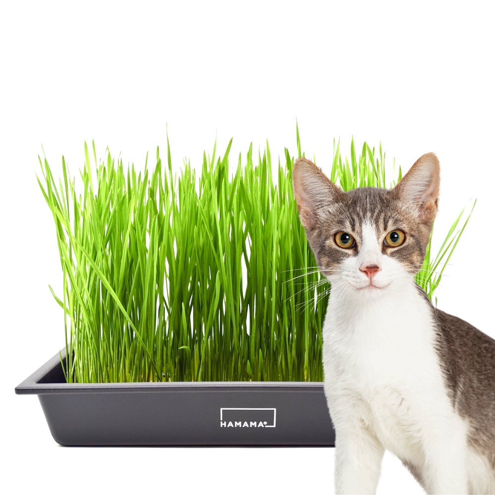 Hamama - Cat Grass Starter Kit by Hamama - | Delivery near me in ... Farm2Me #url#