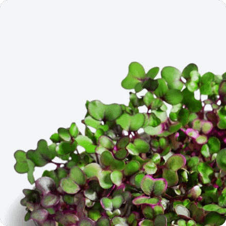 ingarden - Calcium Booster (Red Cabbage) Superfood by ingarden - | Delivery near me in ... Farm2Me #url#