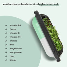 Load image into Gallery viewer, ingarden - Zinc Booster (Mustard) Superfood by ingarden - | Delivery near me in ... Farm2Me #url#
