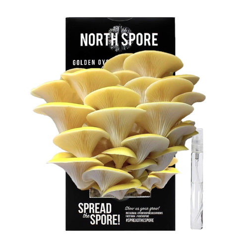 North Spore - North Spore's Organic Golden Oyster ‘Spray & Grow’ Mushroom Grow Kit - Mushroom - Farm2Me - carro-6426510 - 851555008924 -