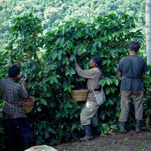 Load image into Gallery viewer, Nossa Familia Coffee - Guatemala - Finca San Jerónimo Miramar by Nossa Familia Coffee - | Delivery near me in ... Farm2Me #url#
